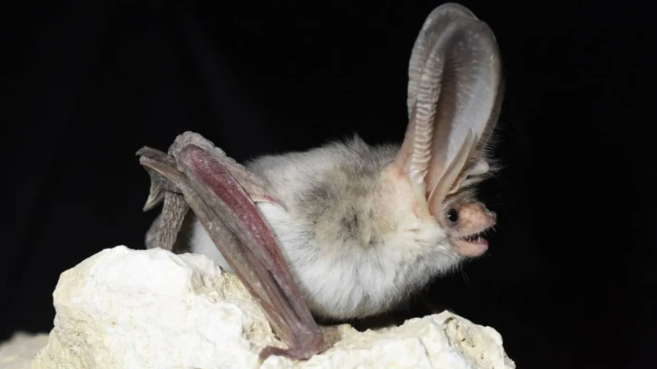 A rare bat not recorded in Uzbekistan for 55 years has been found