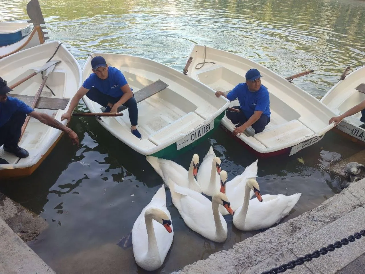 Dream Park apologizes for actions regarding ducks