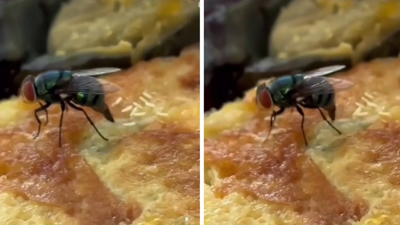 How dangerous is it to eat food a fly has landed on? This video is for you (video)