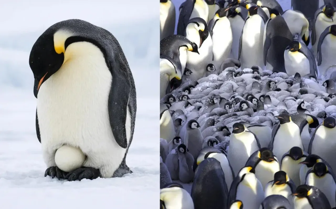 Kaiserpinguin-Väter hungern bis zu vier Monate für ihren Nachwuchs