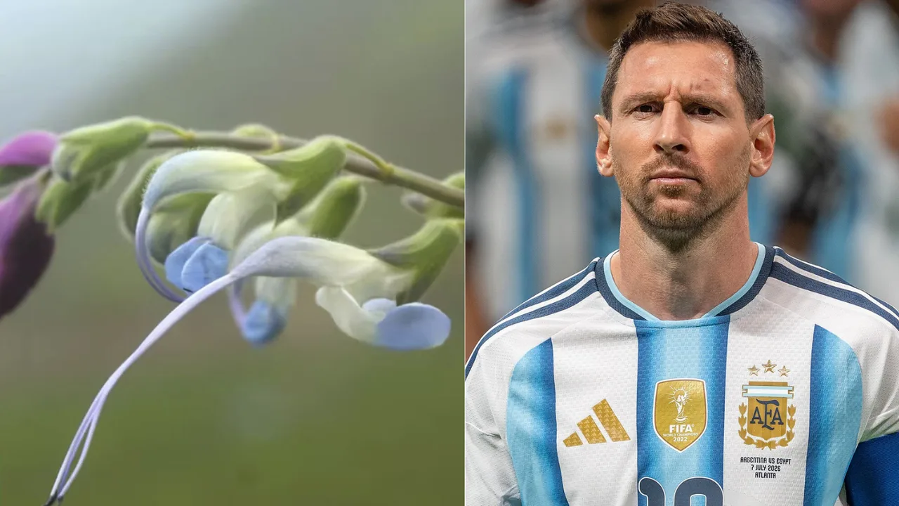 New plant species in Peru named after Messi