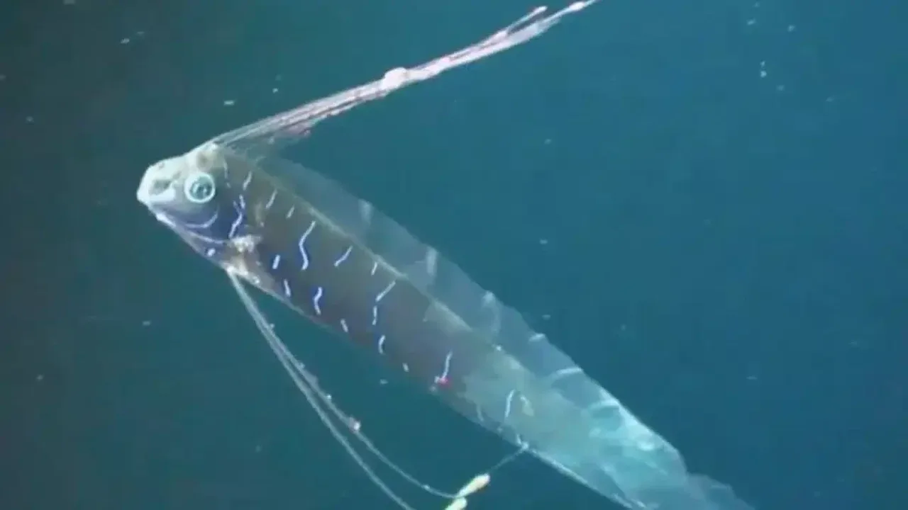 The “Invisible” Spy on the Ocean Floor: A “Doomsday Fish” Robot Created That Doesn’t Scare Sea Creatures