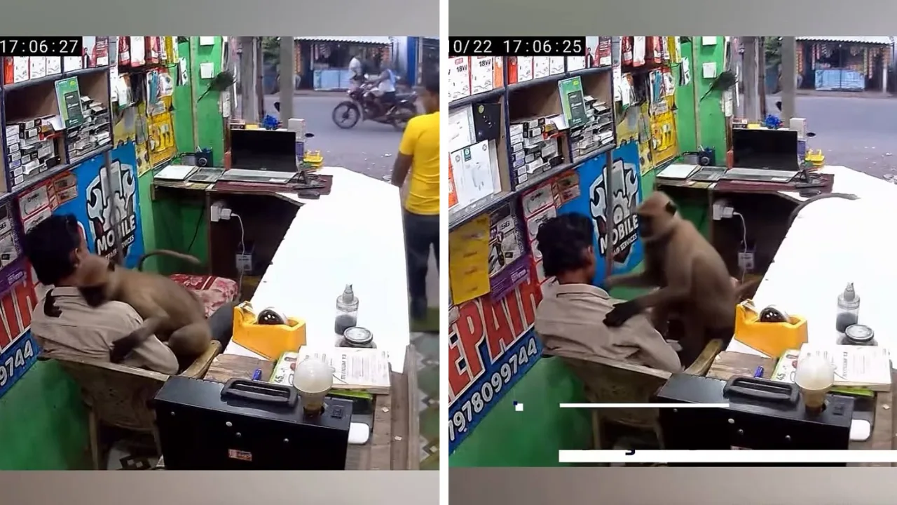 Monkey hugging a shopkeeper becomes famous on social media!