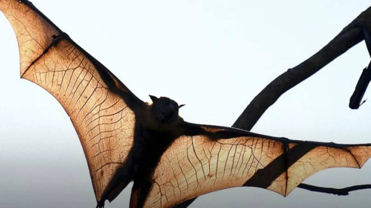 Hausse des attaques de chauves-souris en Australie : alerte au virus dangereux
