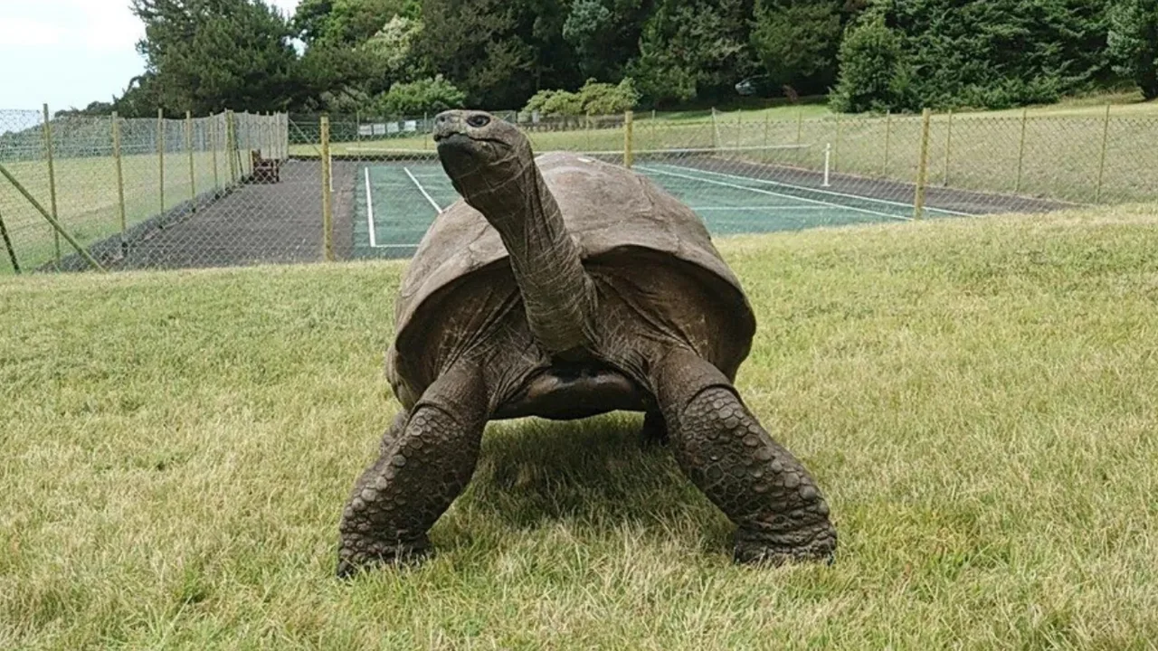 Jonathan the tortoise celebrates another birthday, approaching 200 years old