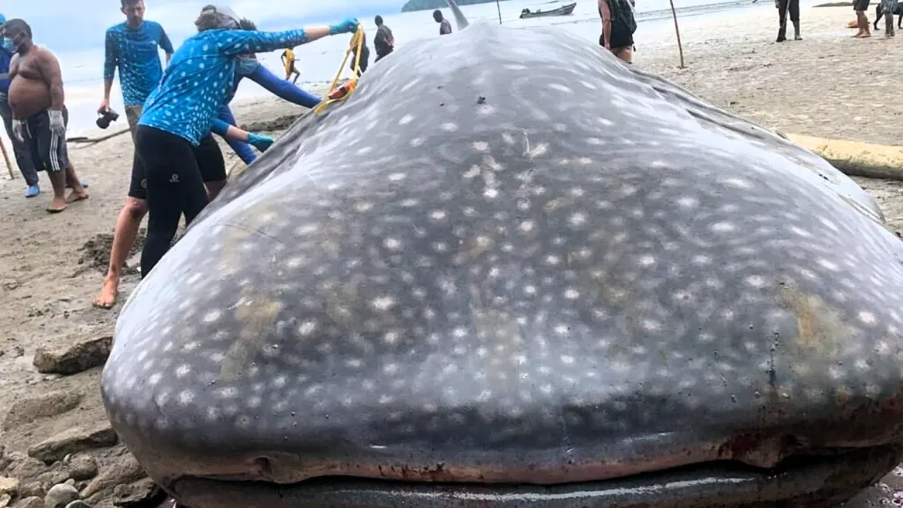 People gathered around a stranded massive whale shark.