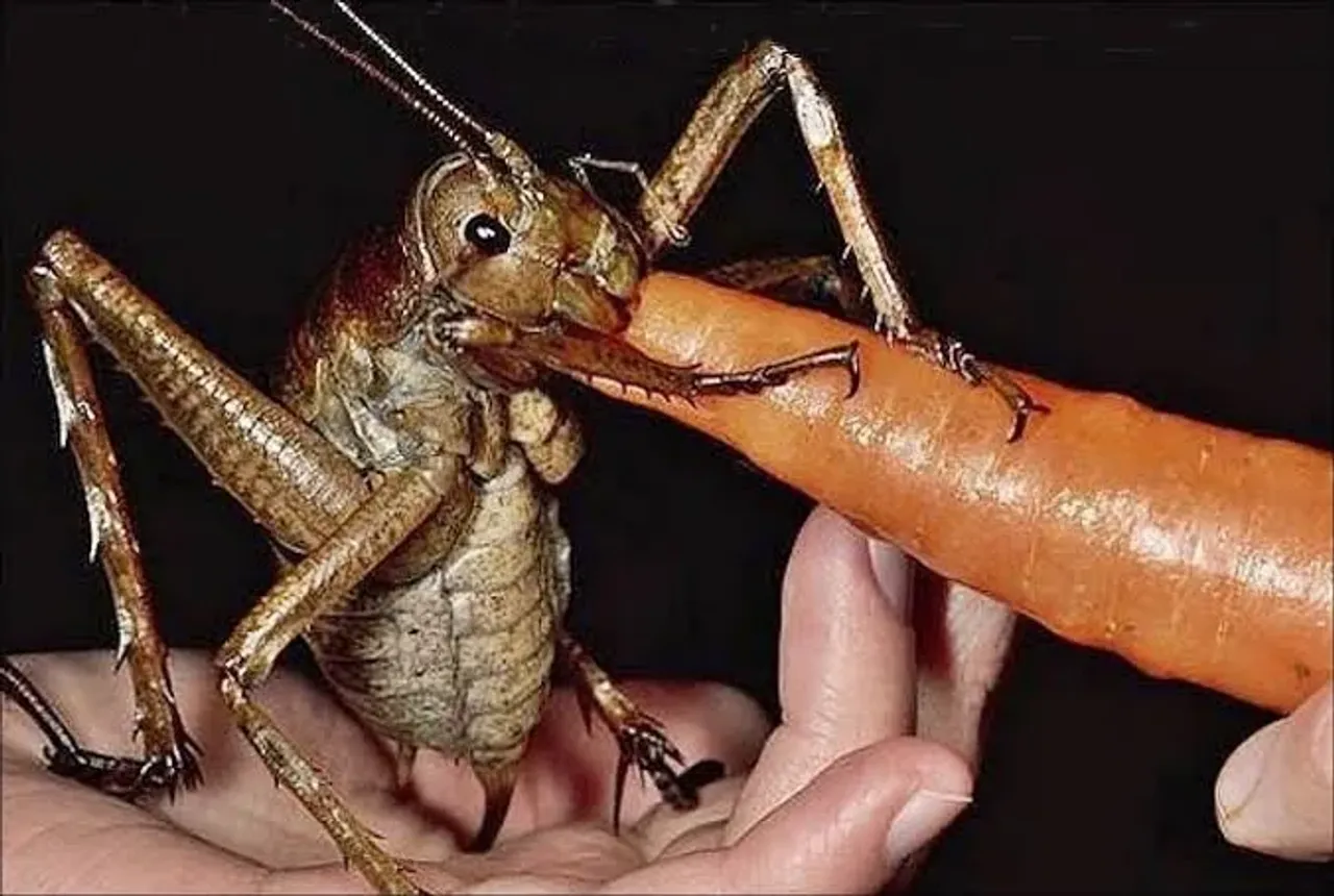 Inson kaftida turgan yirik Weta hasharoti sabzi yemoqda.