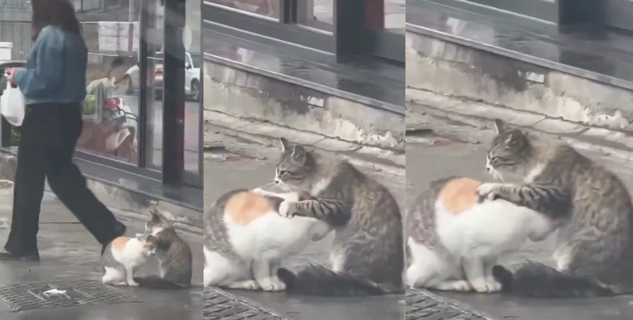 Liebe auf den Straßen Istanbuls: Katze massiert ihre Freundin und begeistert das Netz