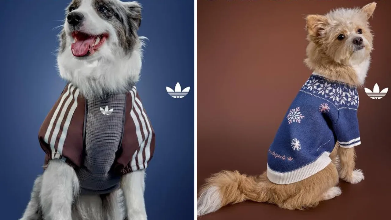 Adidas brendining ustki kiyimlarini kiygan ikki xil zotdagi itlar.