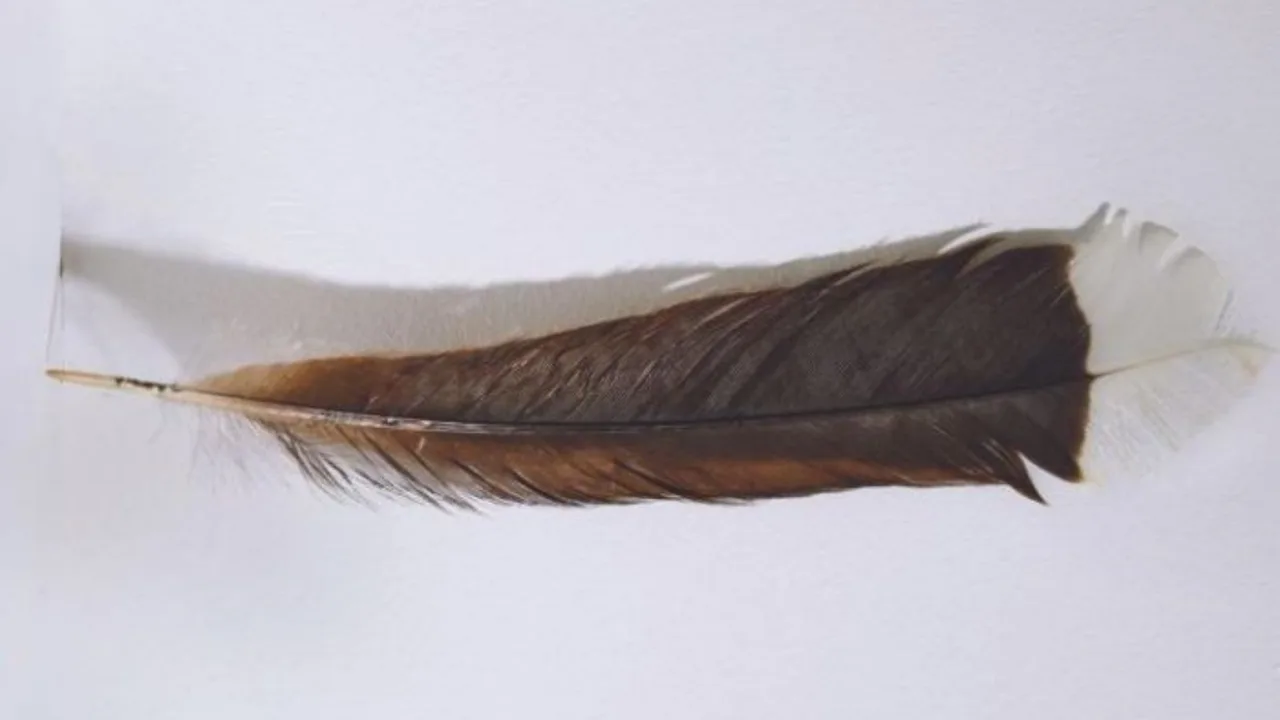 A feather weighing just 9 grams sold for $28 thousand at auction
