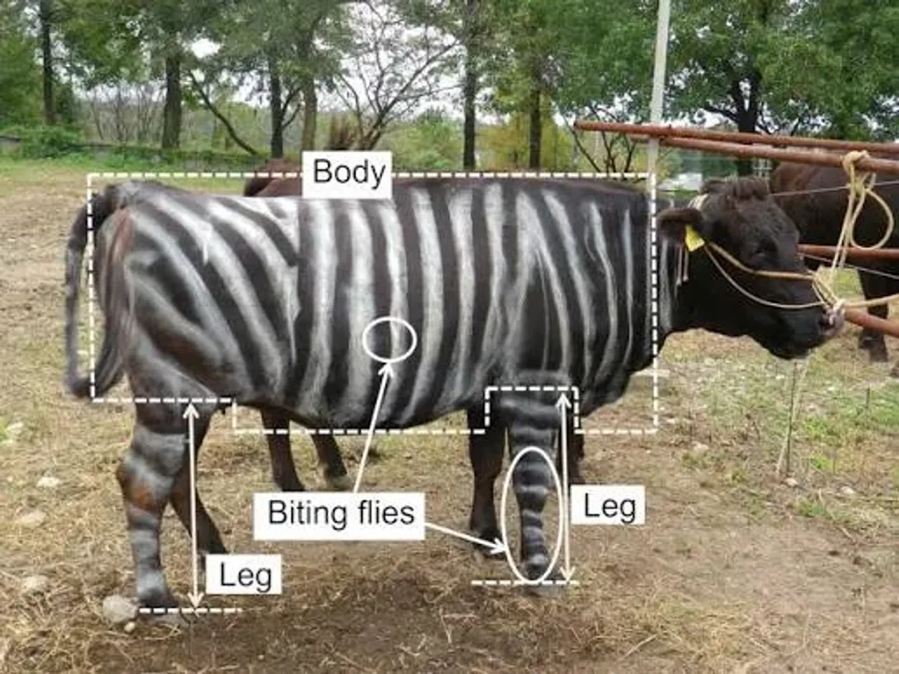 An image of a black cow with white stripes painted on its body and legs.