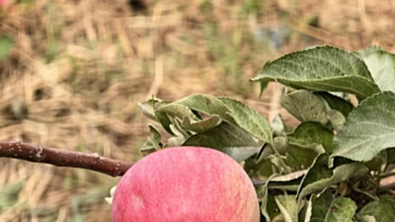 Smartphone Camera Test: How Did Flagships Perform at 5x Zoom?